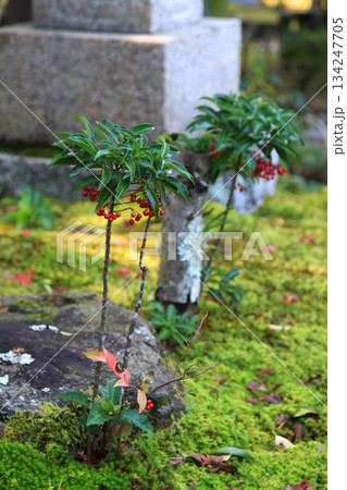 吉城園　紅葉　奈良県 134247705