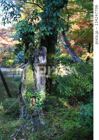 吉城園　紅葉　奈良県 134247706
