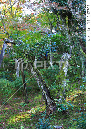 吉城園　紅葉　奈良県 134247708