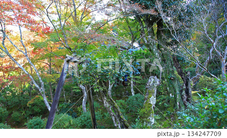 吉城園 紅葉 奈良県 吉城園 紅葉 奈良県 134247709