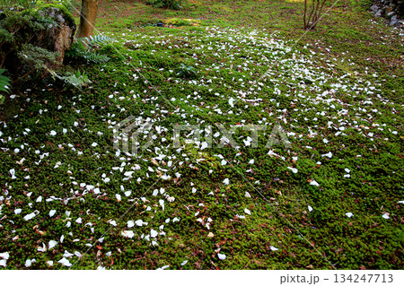 吉城園 紅葉 奈良県 吉城園 紅葉 奈良県 134247713