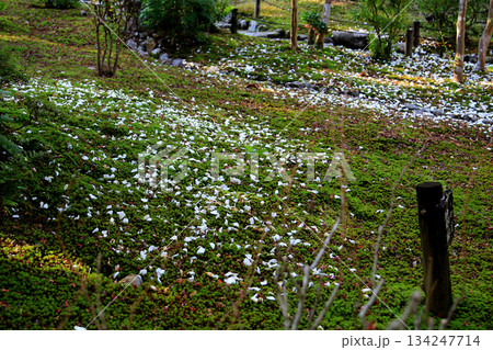 吉城園 紅葉 奈良県 吉城園 紅葉 奈良県 134247714