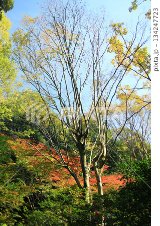 吉城園 紅葉 奈良県 吉城園 紅葉 奈良県 134247723