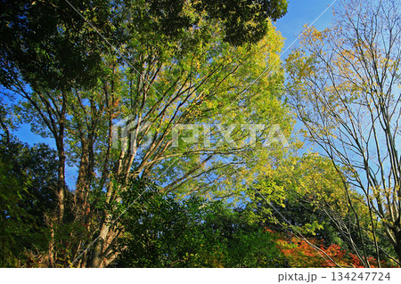 吉城園　紅葉　奈良県 134247724