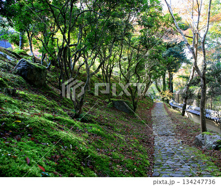 吉城園 紅葉 奈良県 吉城園 紅葉 奈良県 134247736