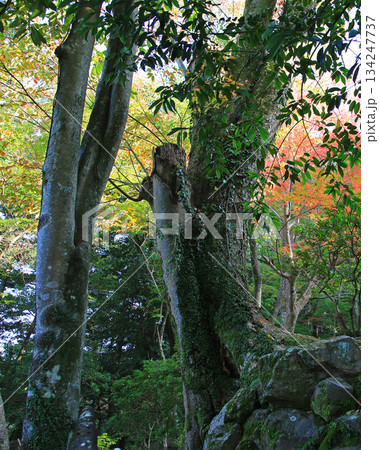 吉城園 紅葉 奈良県 吉城園 紅葉 奈良県 134247737