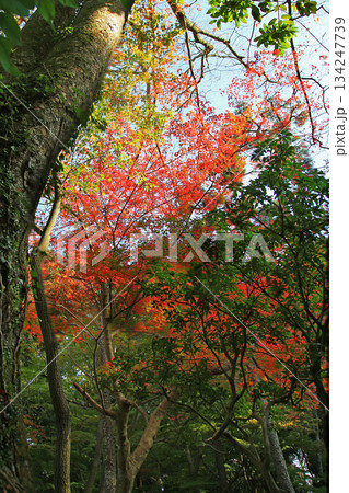 吉城園 紅葉 奈良県 吉城園 紅葉 奈良県 134247739