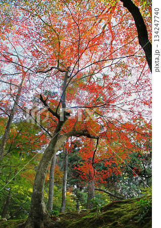吉城園 紅葉 奈良県 吉城園 紅葉 奈良県 134247740
