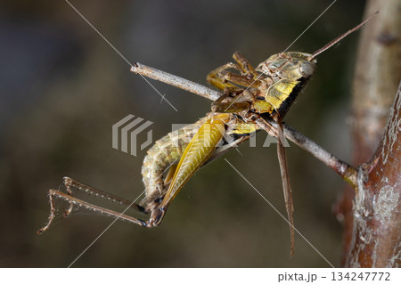 百舌鳥の早贄 134247772