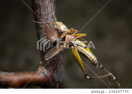 百舌鳥の早贄 134247774