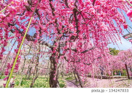 なばなの里「しだれ梅」《三重県 桑名市 ナガシマリゾート》 134247833