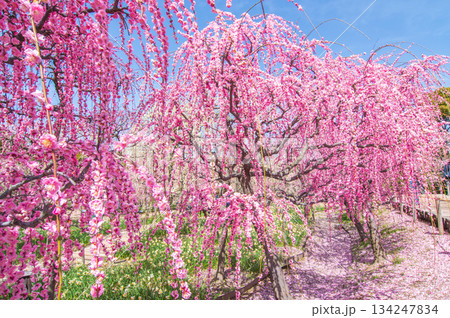 なばなの里「しだれ梅」《三重県 桑名市 ナガシマリゾート》 134247834