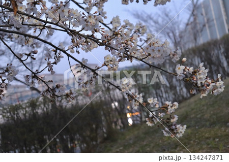 Cherry blossoms in full bloom, showcasing delicate pink and white petals. A symbol of renewal and fleeting beauty, perfect for serene landscapes or seasonal celebrations. Cherry blossoms in full bloom, showcasing delicate pink and white petals. A symbol of renewal and fleeting beauty, perfect for serene landscapes or seasonal celebrations. 134247871