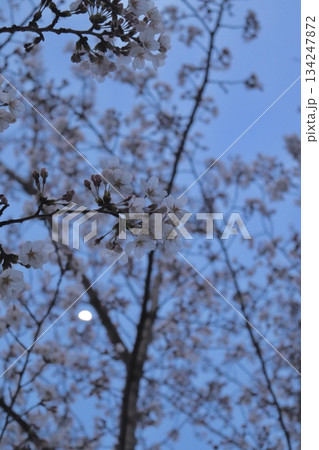 Cherry blossoms in full bloom, showcasing delicate pink and white petals. A symbol of renewal and fleeting beauty, perfect for serene landscapes or seasonal celebrations. Cherry blossoms in full bloom, showcasing delicate pink and white petals. A symbol of renewal and fleeting beauty, perfect for serene landscapes or seasonal celebrations. 134247872