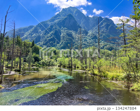上高地　岳沢湿原と六百山 134247884
