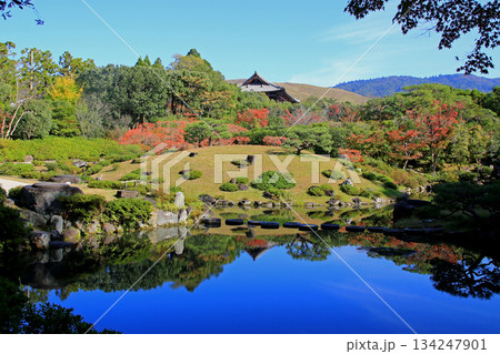 依水園 紅葉 奈良県 奈良公園 依水園 紅葉 奈良県 奈良公園 134247901