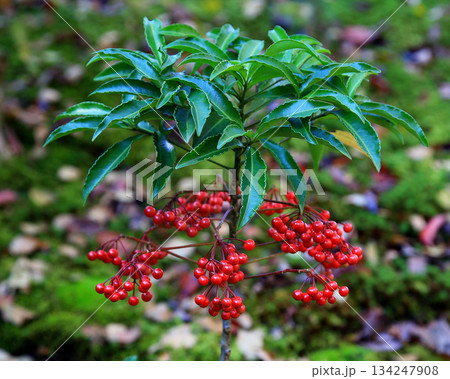 依水園 紅葉 奈良県 奈良公園 依水園 紅葉 奈良県 奈良公園 134247908