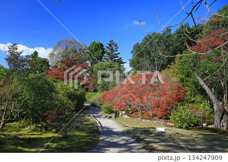 依水園　紅葉　奈良県　奈良公園 134247909