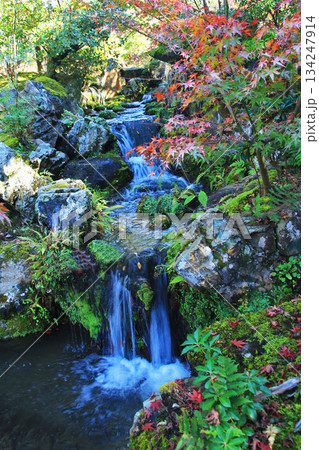 依水園 紅葉 奈良県 奈良公園 依水園 紅葉 奈良県 奈良公園 134247914
