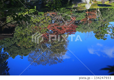 依水園　紅葉　奈良県　奈良公園 134247933