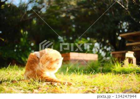 陽だまりの草の上でゆったり過ごす猫の午後 134247944