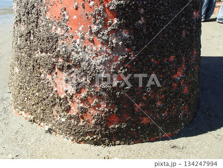 鳥居に固着するフジツボ 134247994