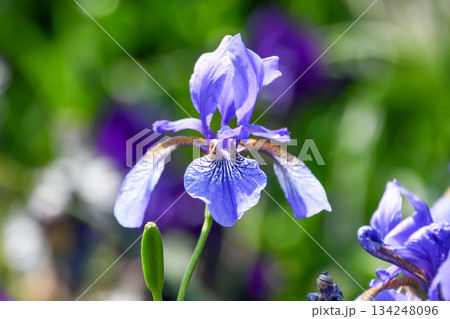 アヤメ Iris アヤメ Iris 134248096