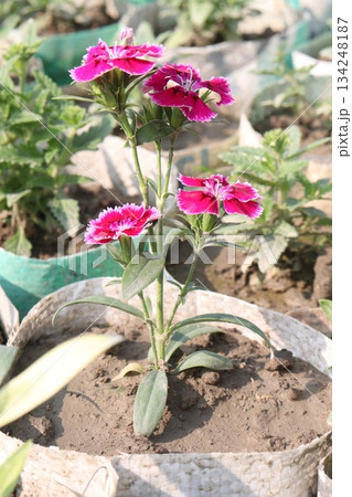 Dianthus flower plant on bag 134248187