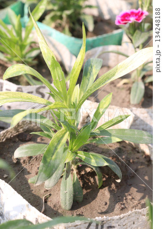 Dianthus flower plant on bag 134248188
