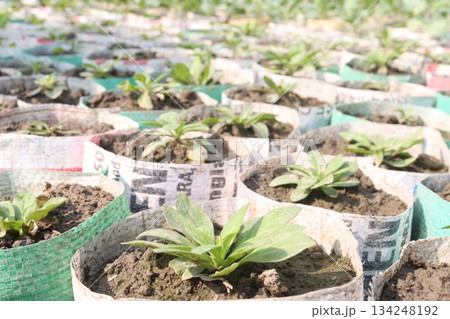 Dianthus flower plant on bag 134248192