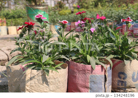 Dianthus flower plant on bag 134248196