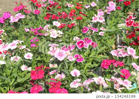 Dianthus flower plant on bag 134248199