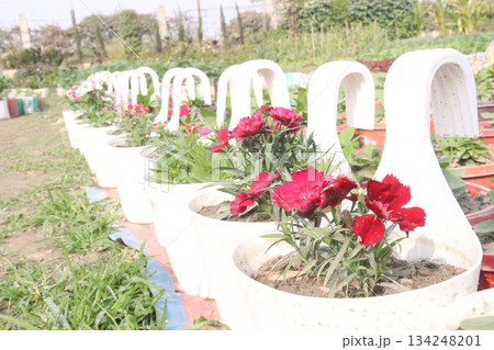 Dianthus flower plant on pot 134248201