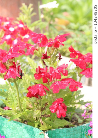 Dianthus flower plant on bag 134248205