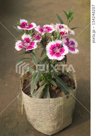 Dianthus flower plant on bag 134248207