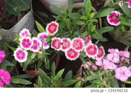Dianthus flower plant on bag 134248216