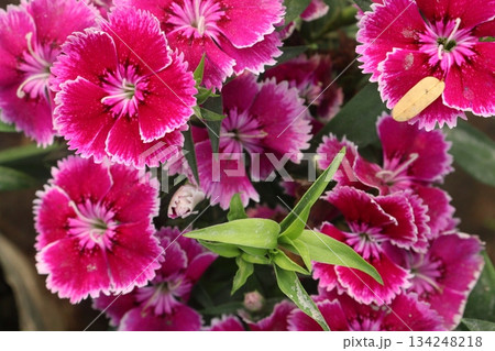 Dianthus flower plant on bag Dianthus flower plant on bag 134248218