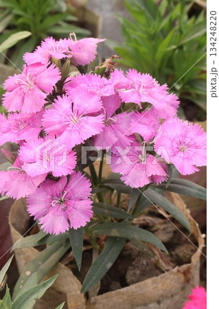 Dianthus flower plant on bag 134248220
