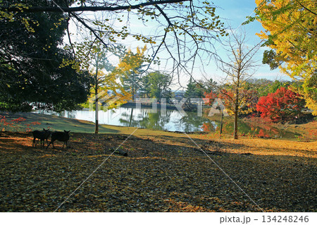 大仏池　奈良公園　紅葉 134248246