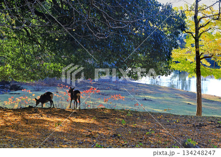 大仏池 奈良公園 紅葉 大仏池 奈良公園 紅葉 134248247