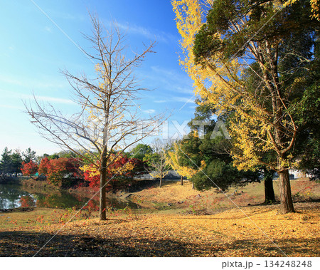 大仏池　奈良公園　紅葉 134248248