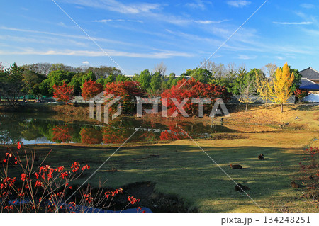 大仏池　奈良公園　紅葉 134248251
