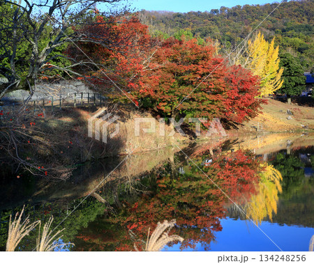 大仏池　奈良公園　紅葉 134248256