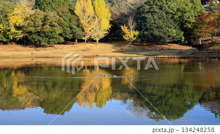 大仏池 奈良公園 紅葉 大仏池 奈良公園 紅葉 134248258
