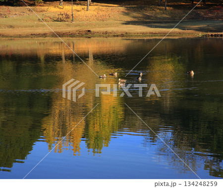 大仏池 奈良公園 紅葉 大仏池 奈良公園 紅葉 134248259