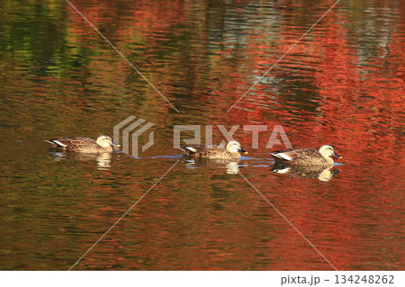 大仏池 奈良公園 紅葉 大仏池 奈良公園 紅葉 134248262