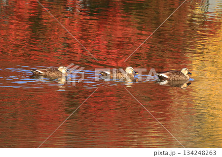 大仏池　奈良公園　紅葉 134248263