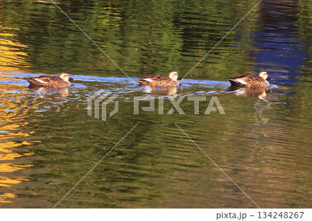 大仏池 奈良公園 紅葉 大仏池 奈良公園 紅葉 134248267