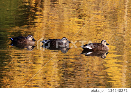 大仏池 奈良公園 紅葉 大仏池 奈良公園 紅葉 134248271