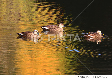 大仏池　奈良公園　紅葉 134248276